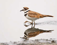 Image of Killdeer