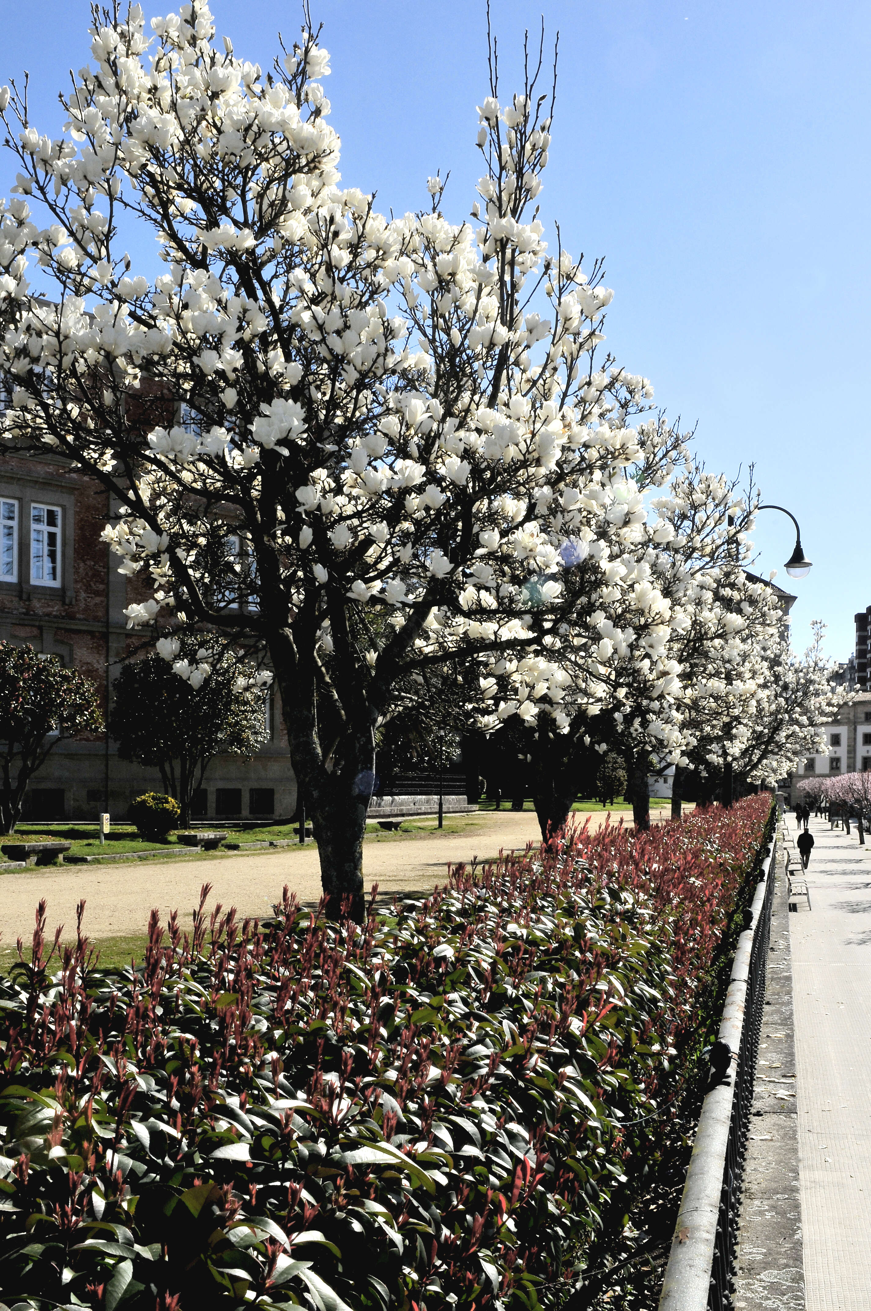 Image of Saucer magnolia