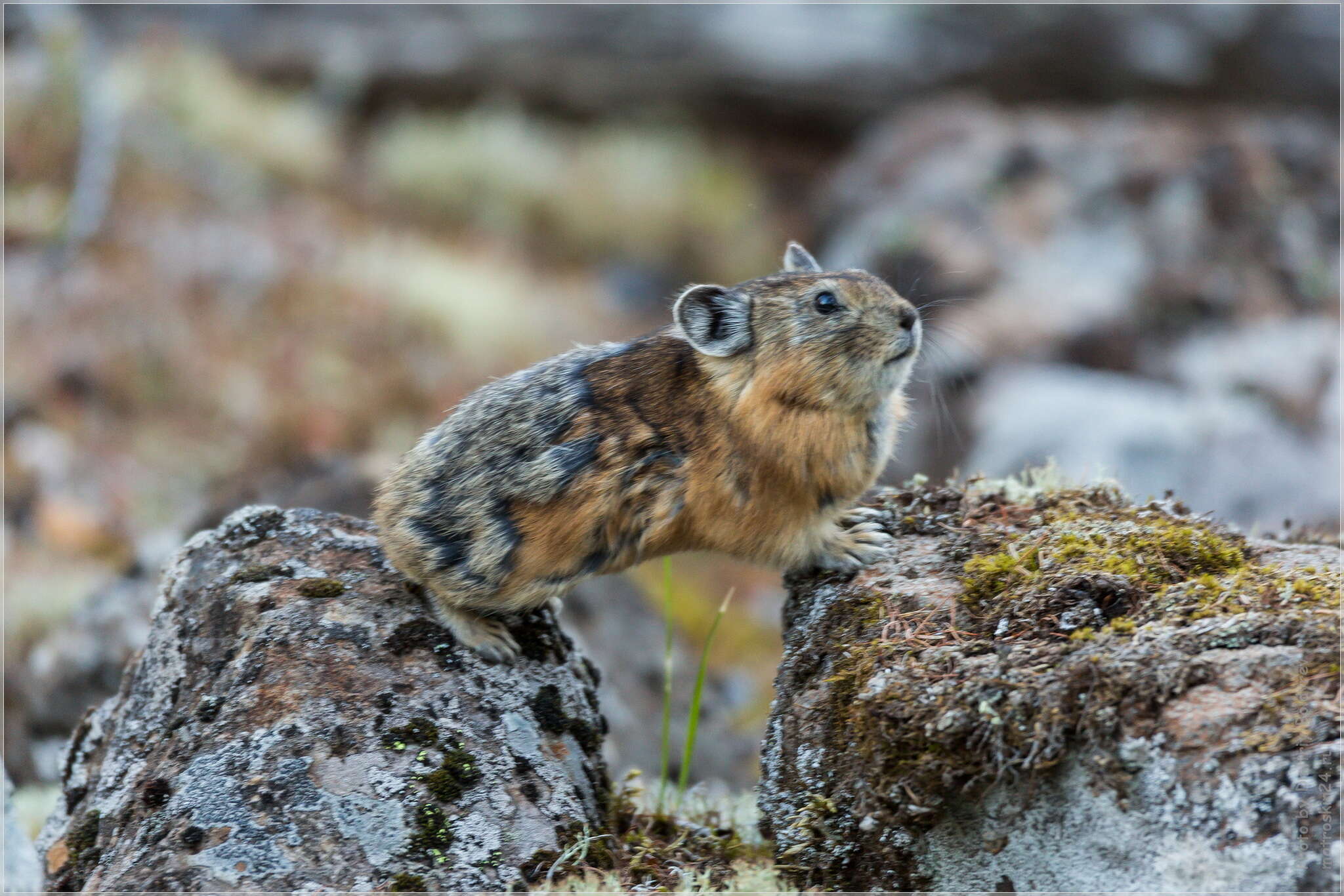 Image of Turuchan Pika