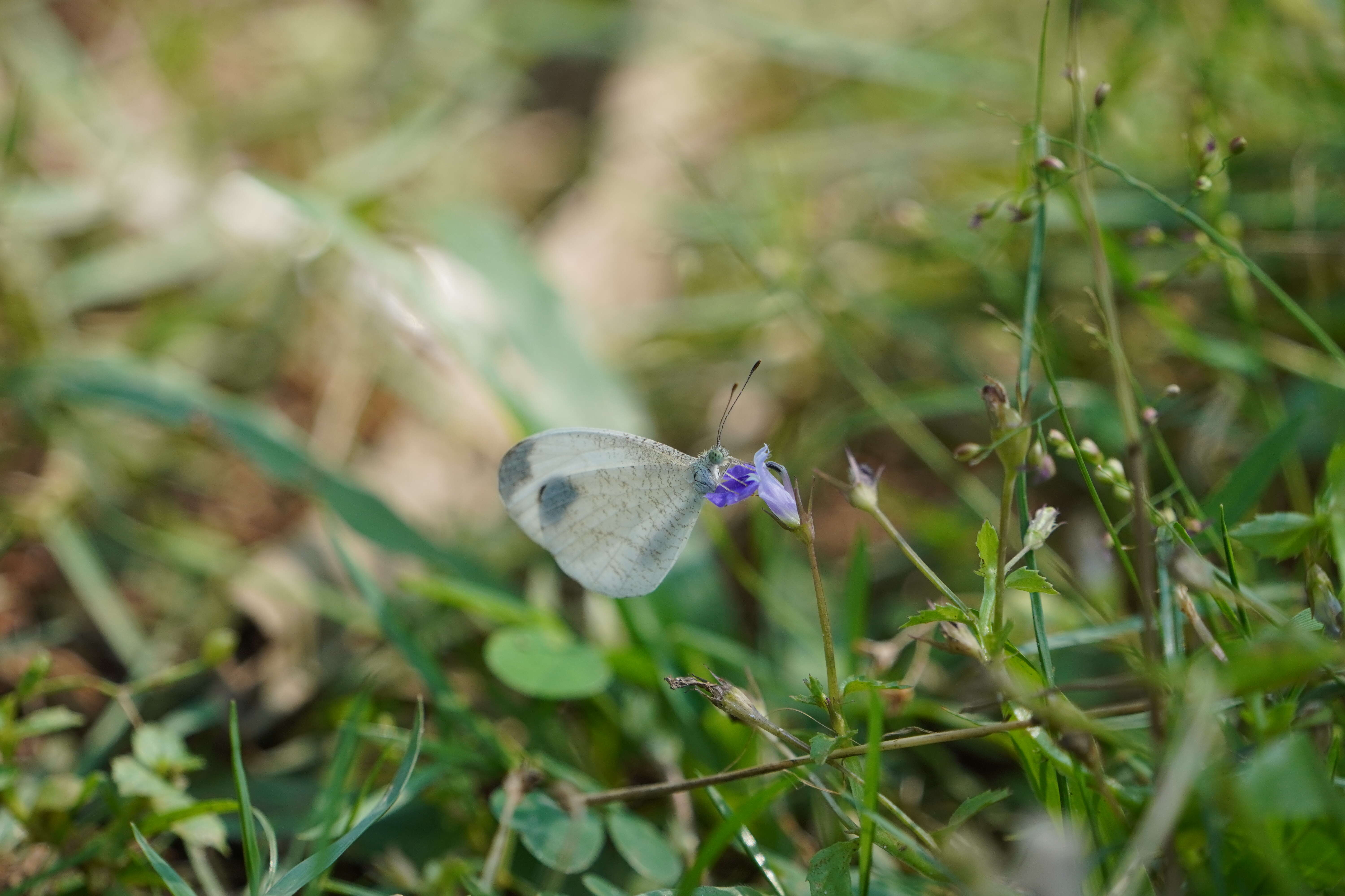 Image of Lobelia alsinoides Lam.