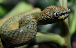 Image of South Philippine temple pitviper