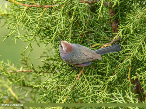 Image of Tit-Warblers