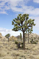 Image of Joshua tree