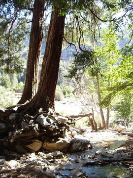 Image of Incense-cedar