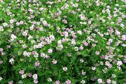 Image of crown vetch