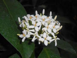 Image of Ixora finlaysoniana Wall. ex G. Don