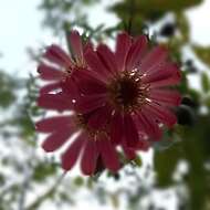 Image of zinnia