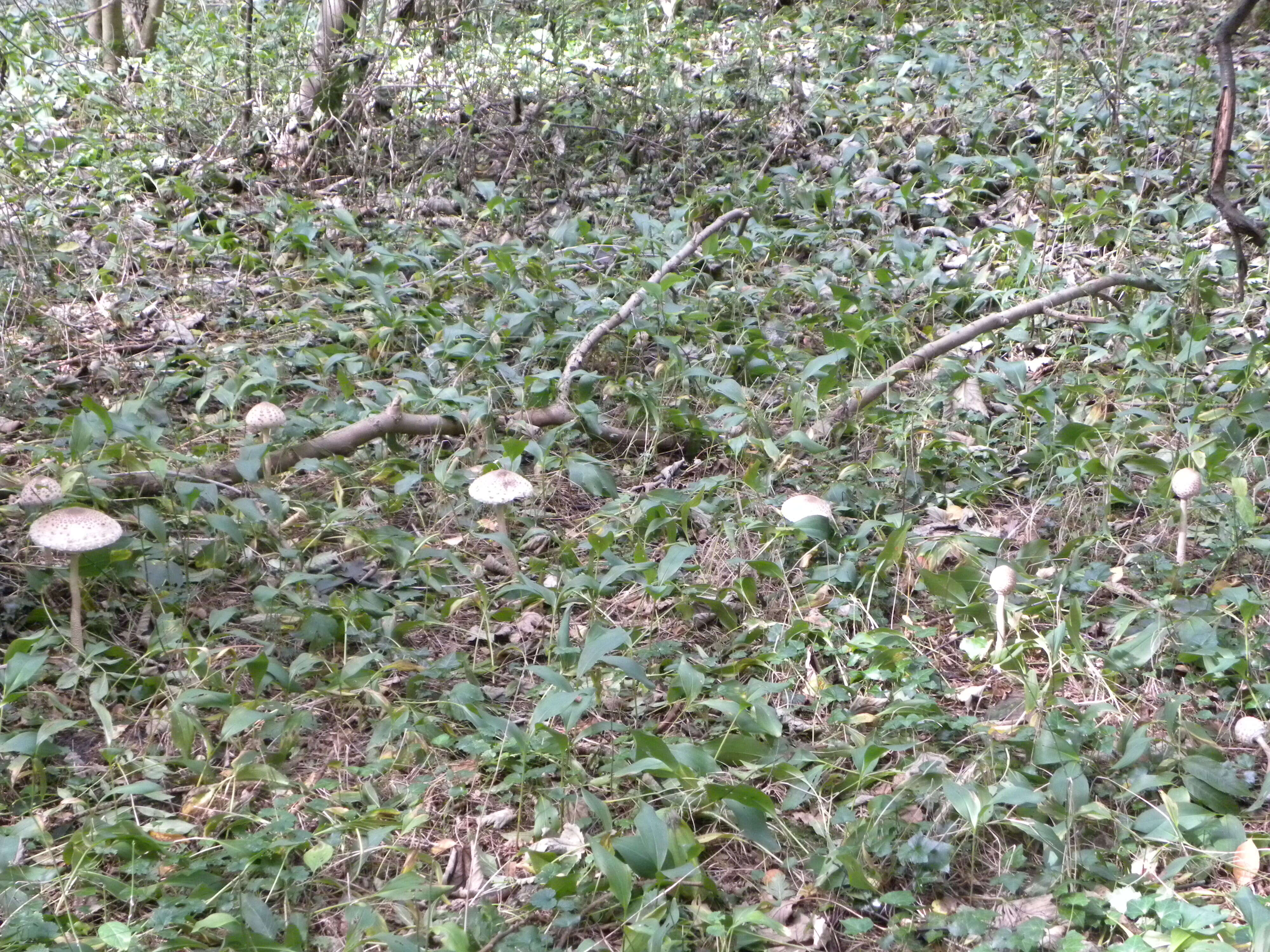 Macrolepiota mastoidea (Fr.) Singer 1951 resmi