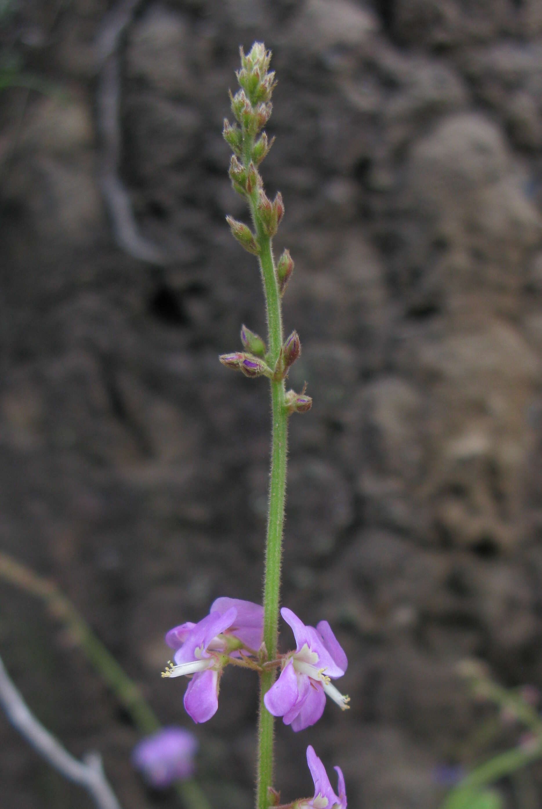 صورة Desmodium rhytidophyllum Benth.