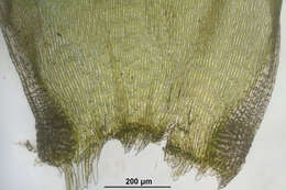 Image of entodon moss