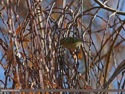 Phylloscopus chloronotus (Gray, JE, Gray & GR 1847) resmi