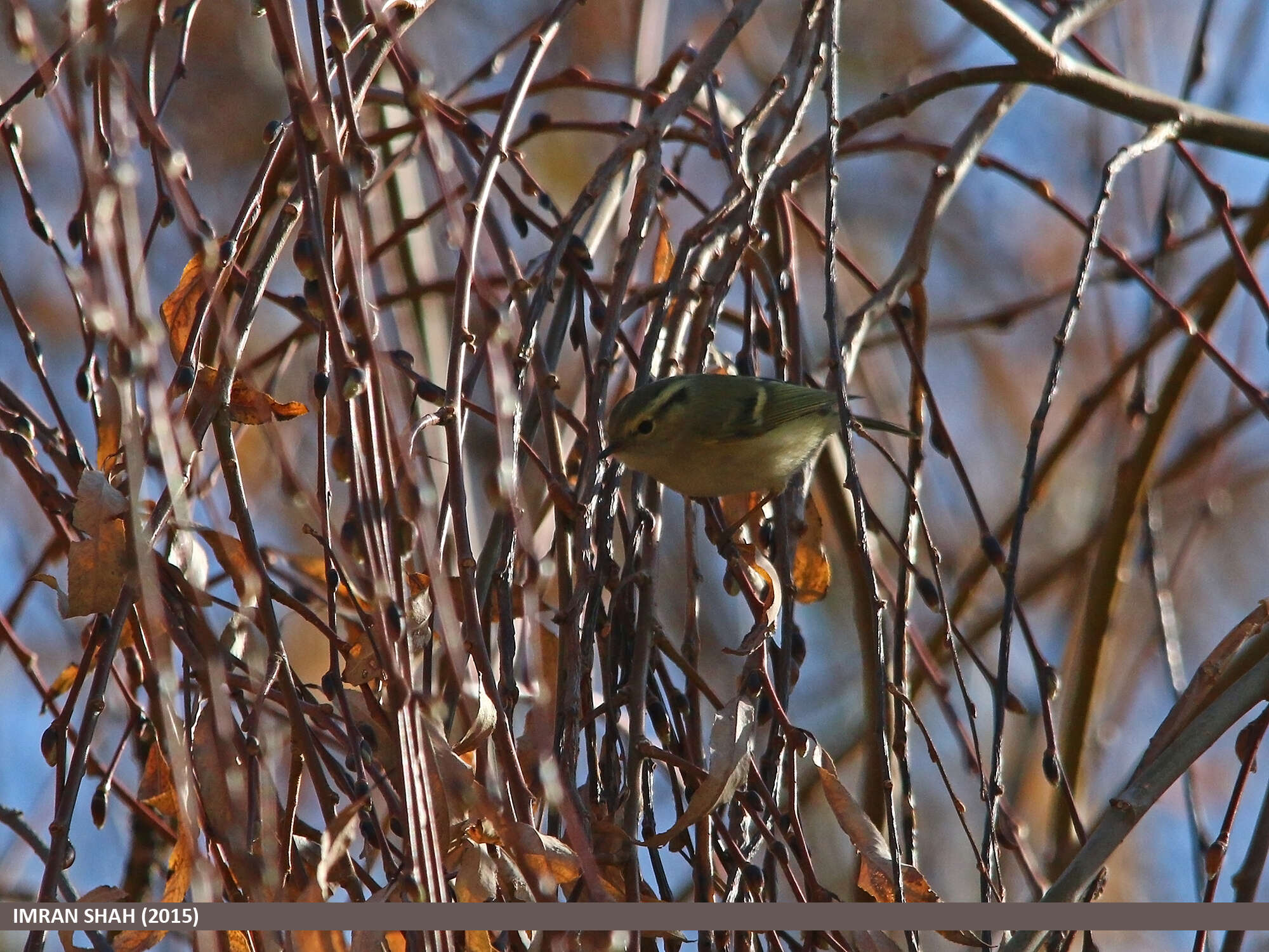 Слика од Phylloscopus chloronotus (Gray, JE, Gray & GR 1847)