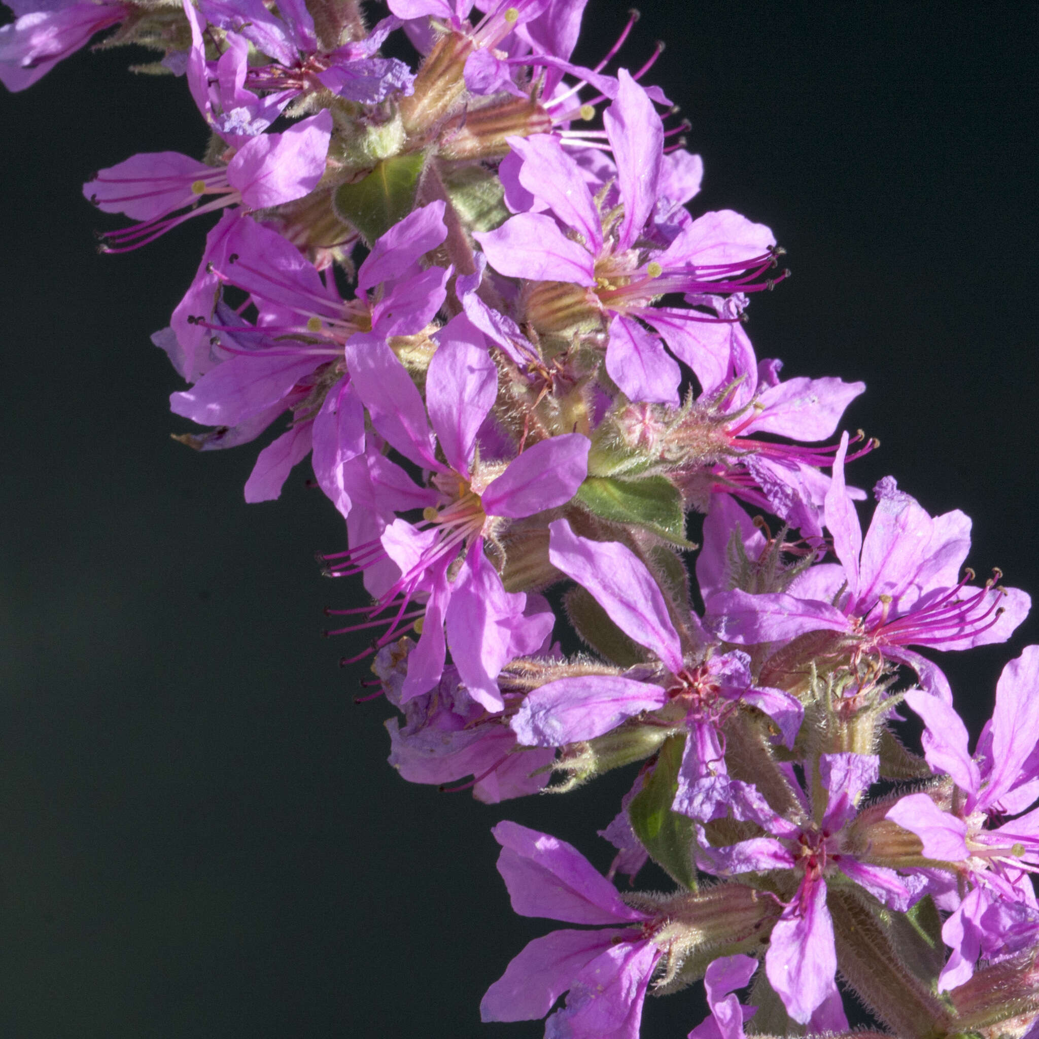 Image of Purple Loosestrife