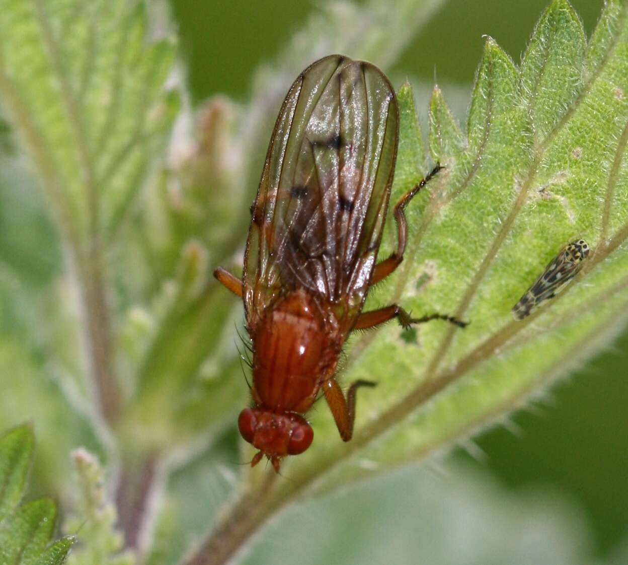 Image of dryomyzid flies