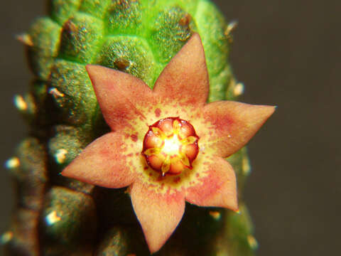 Image of Ceropegia dammanniana (Sprenger) Bruyns