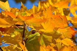 Image of Norway Maple