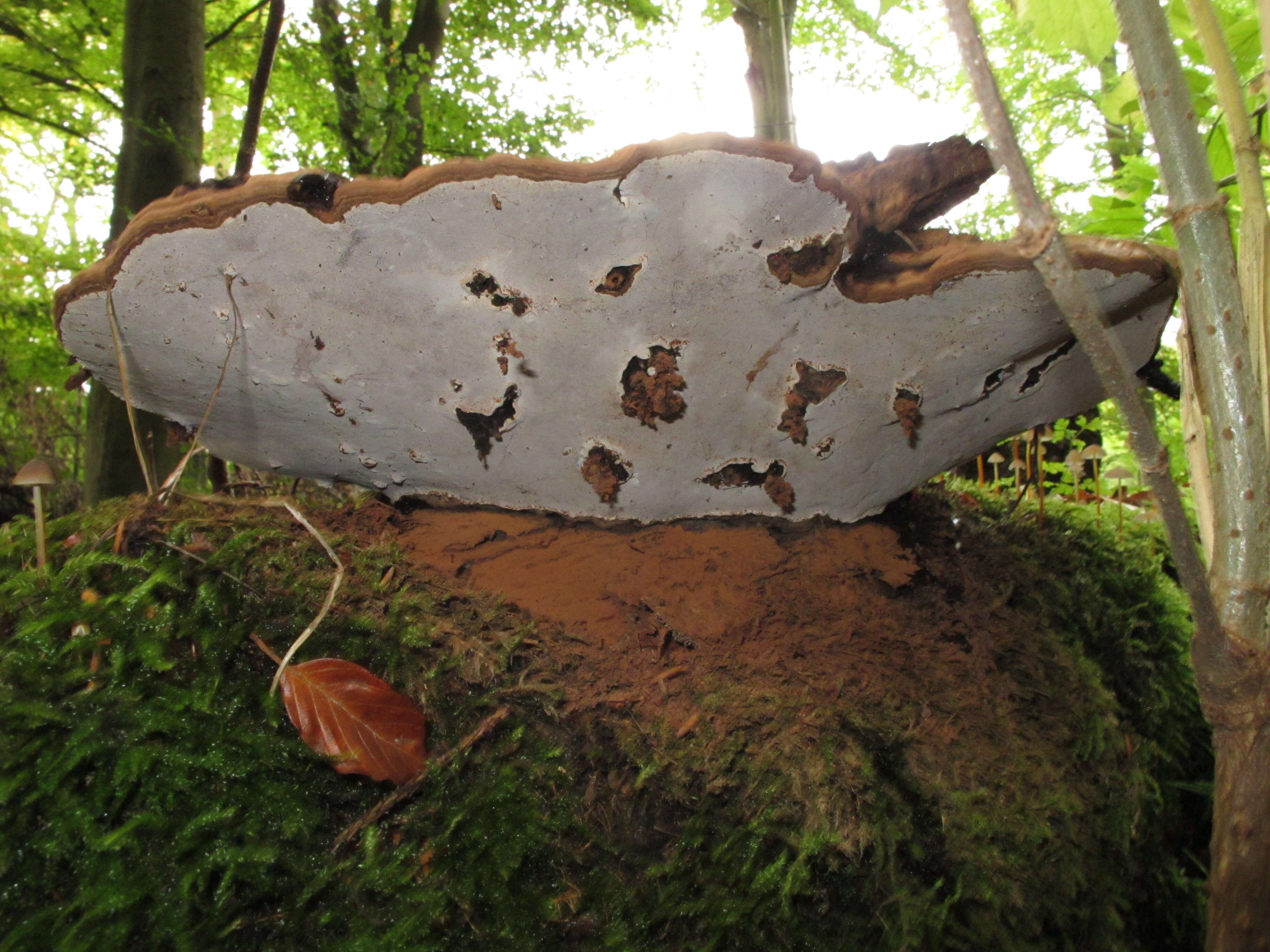 Image of Ganoderma applanatum