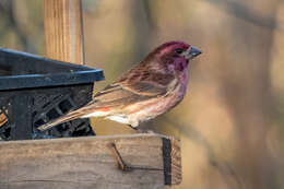 Image of Purple Finch