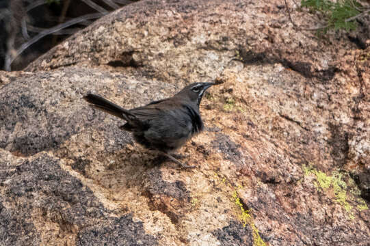 Image of Five-striped Sparrow