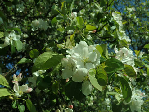 Image of Manchurian crab apple