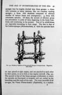 Image de Hexactinellida Schmidt 1870