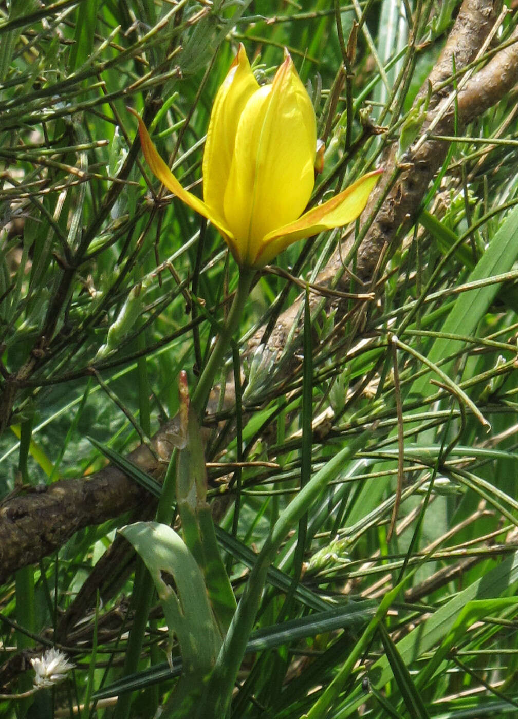 Image de tulipe sauvage