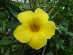 Image of bush allamanda