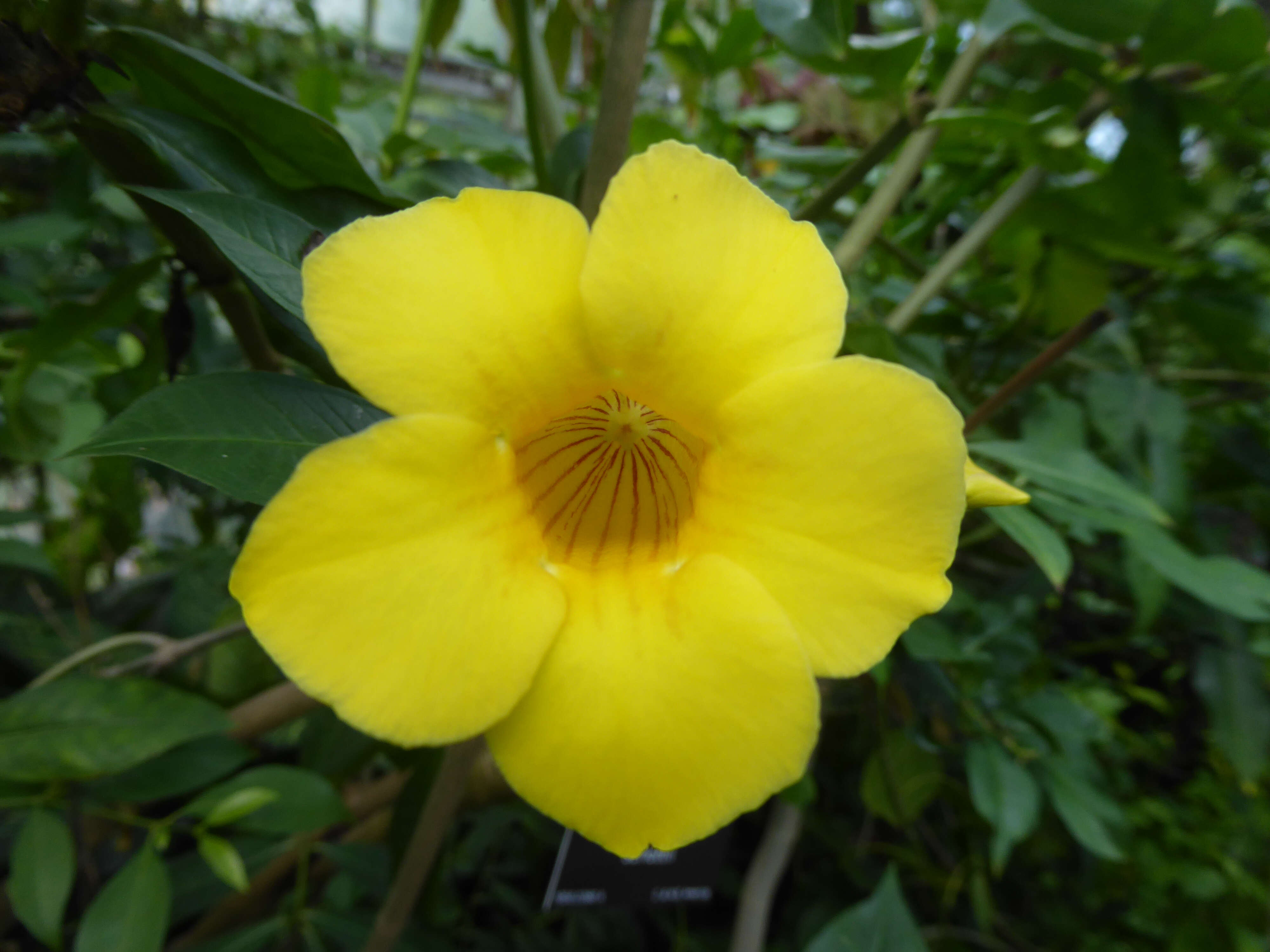 Image of bush allamanda