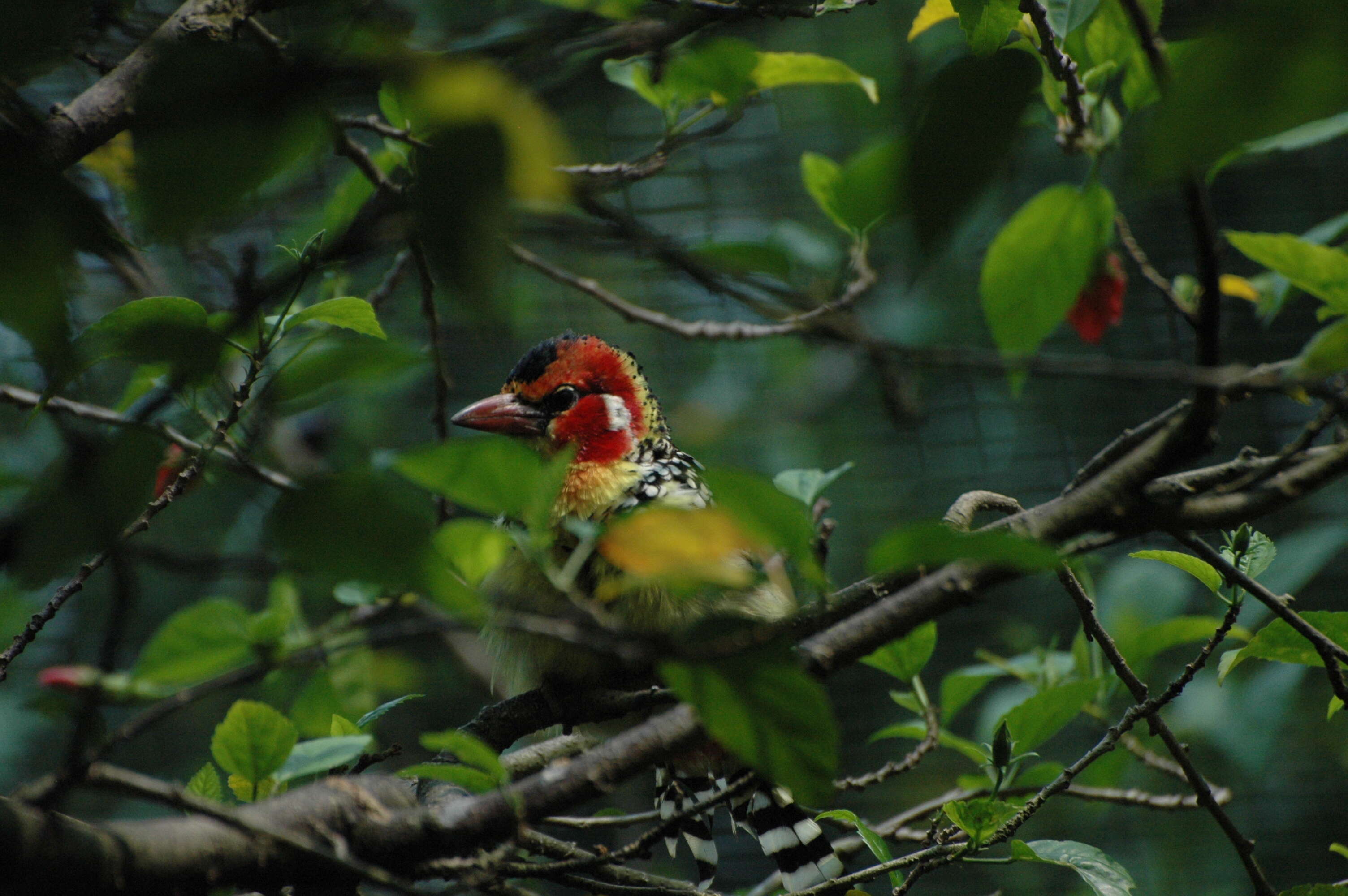 Image of Red-and-yellow Barbet