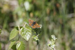 Plancia ëd Euphydryas aurinia