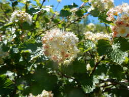 Plancia ëd Physocarpus malvaceus (Greene) Kuntze