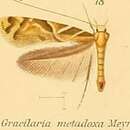 Image of Caloptilia metadoxa (Meyrick 1908)