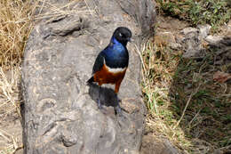 Image of Superb Starling