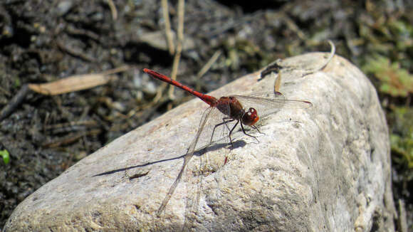 Image of Red Percher Dragonfly