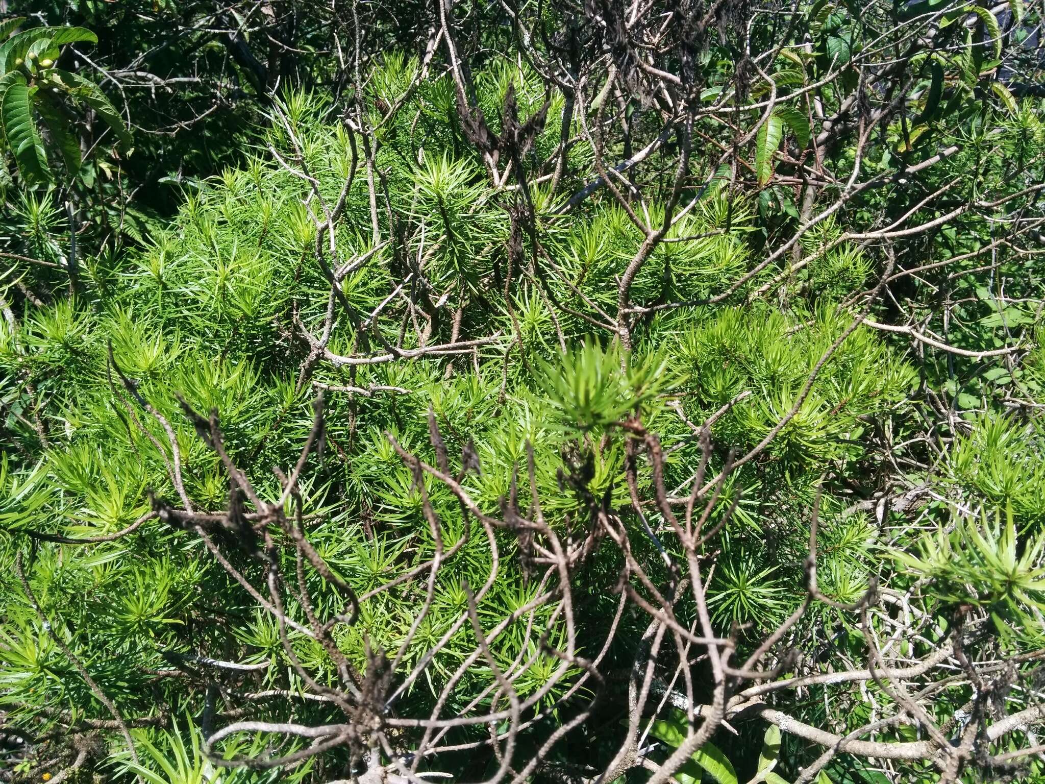 Image of Thin-leafed Darwin's Shrub