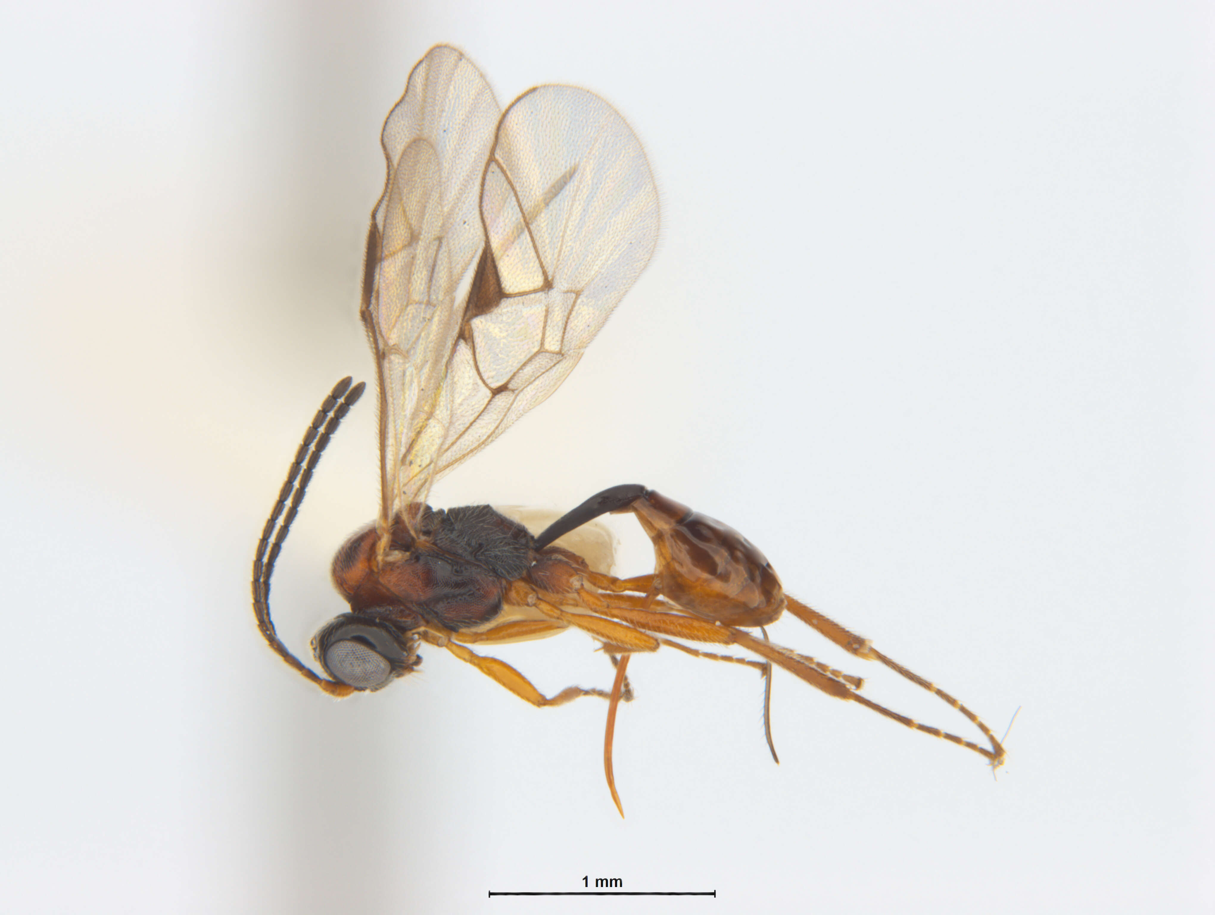 Image of Tersilochinae