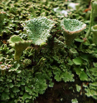 Image of cup lichen