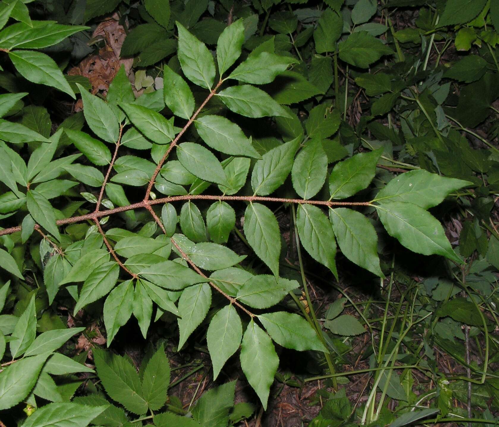 Image de Euonymus verrucosus Scop.