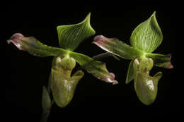 Слика од Paphiopedilum javanicum (Reinw. ex Lindl.) Pfitzer