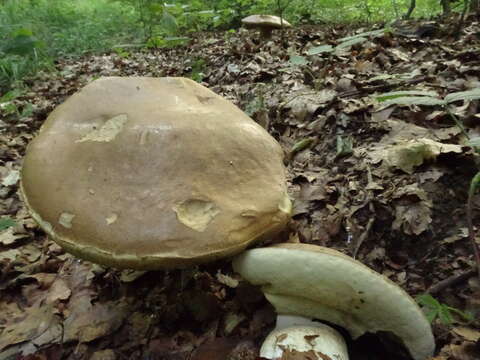 Image of Cep