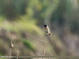 Saxicola leucurus (Blyth 1847) resmi