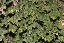 Image of Wall Scalewort