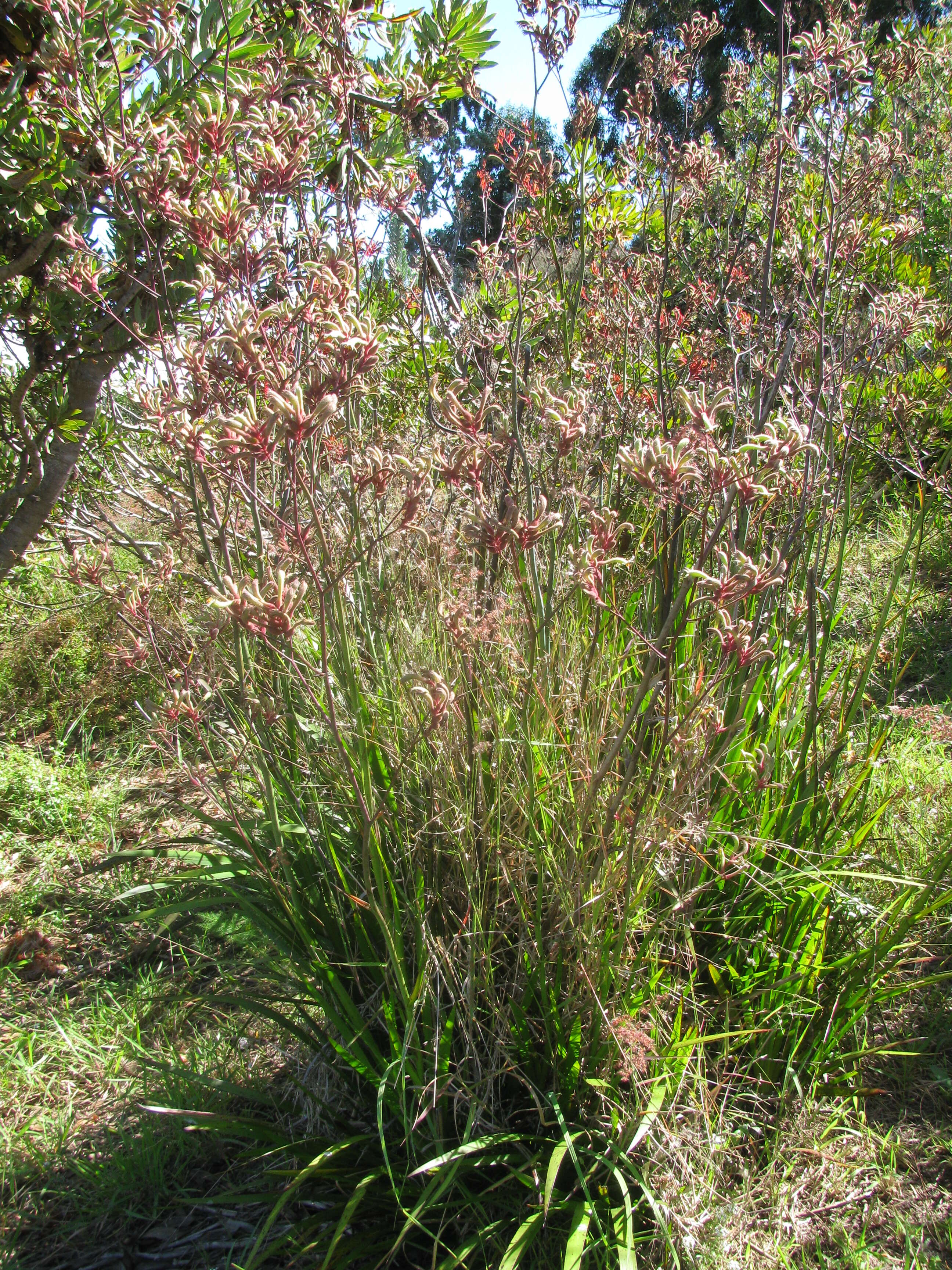 Image of Anigozanthos flavidus Redouté