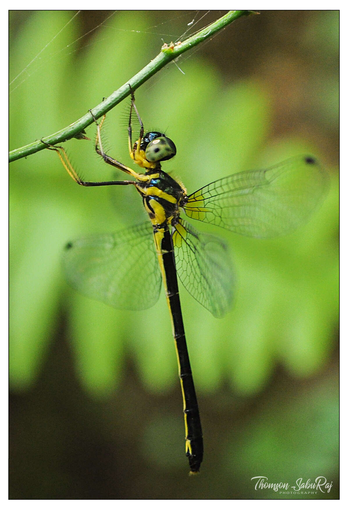 Image of Idionyx gomantakensis Subramanian, Rangnekar & Naik 2013