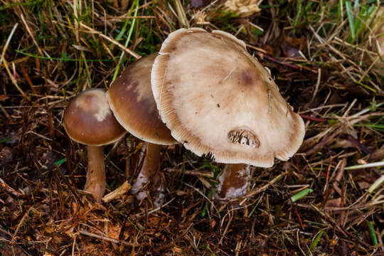 Image of Rhodocollybia butyracea (Bull.) Lennox 1979