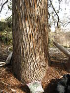 Image of Baker Cypress