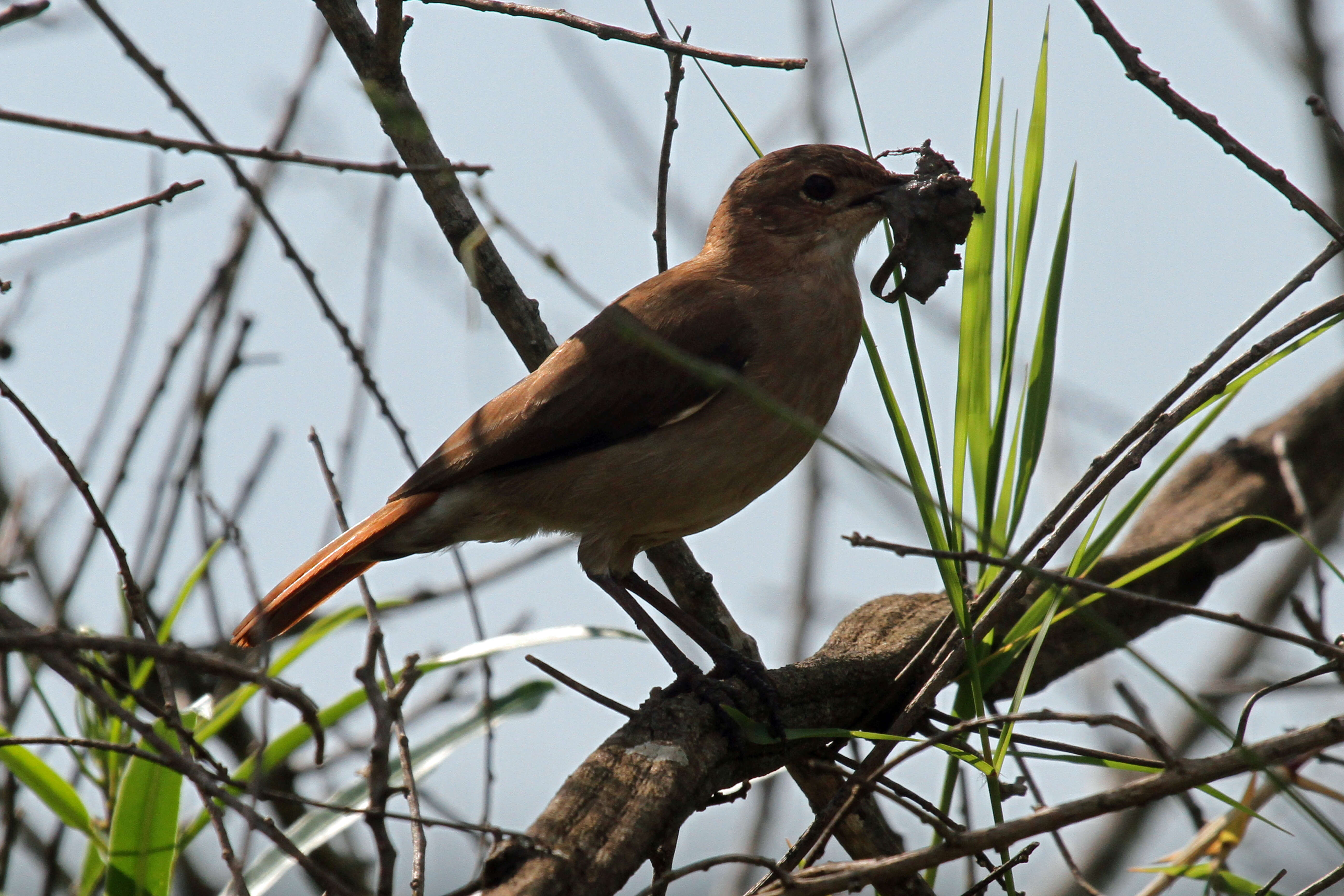 Image of Rufous Hornero