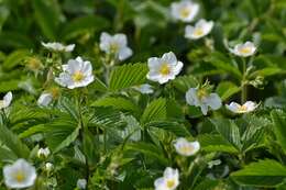 Image of woodland strawberry