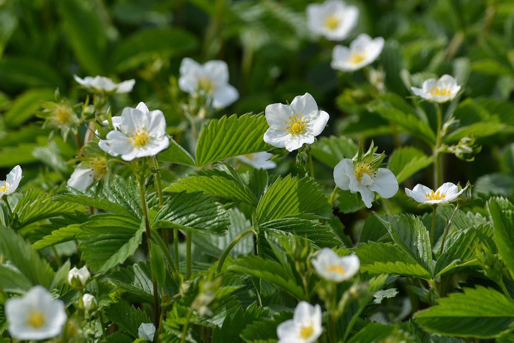 Image of woodland strawberry