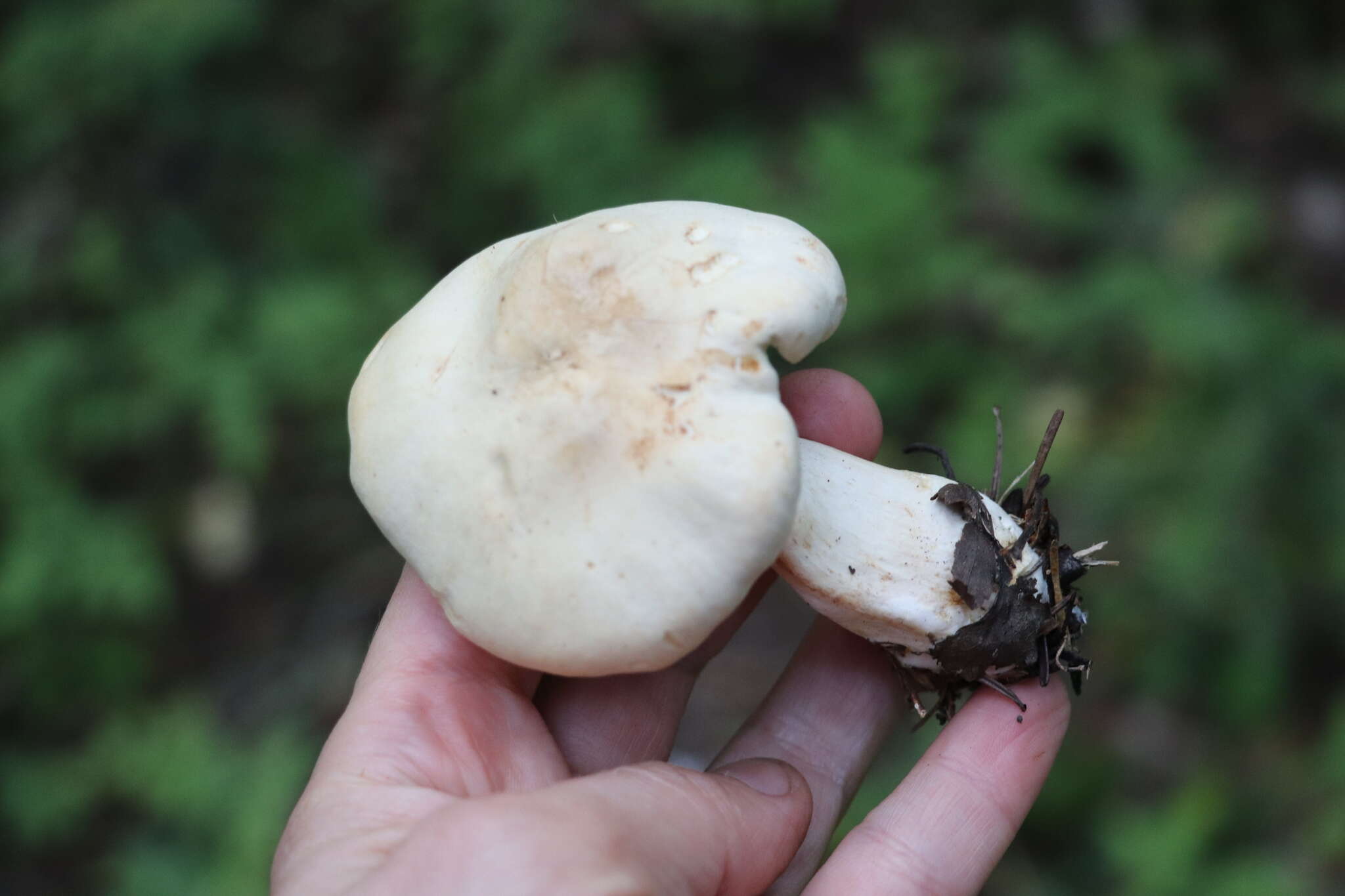 Image of Clitocybe nebularis (Batsch) P. Kumm. 1871